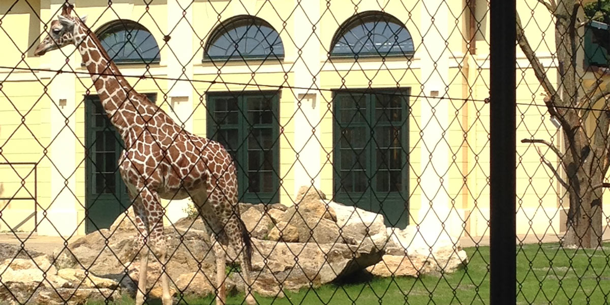 Schönbrunner Tiergarten, Giraffenhaus, Zu-/Umbau